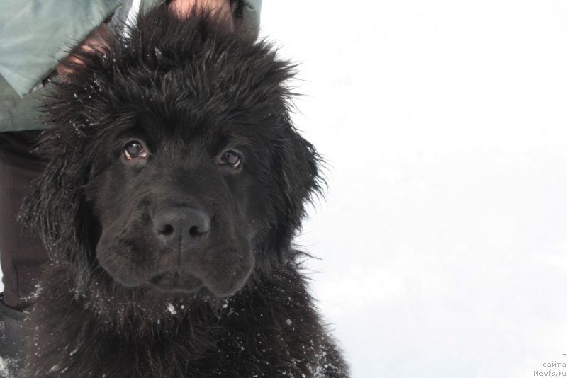 Фото: ньюфаундленд Ariel' Princess of ze Sii (Ариель Принцесс оф зе Сии)