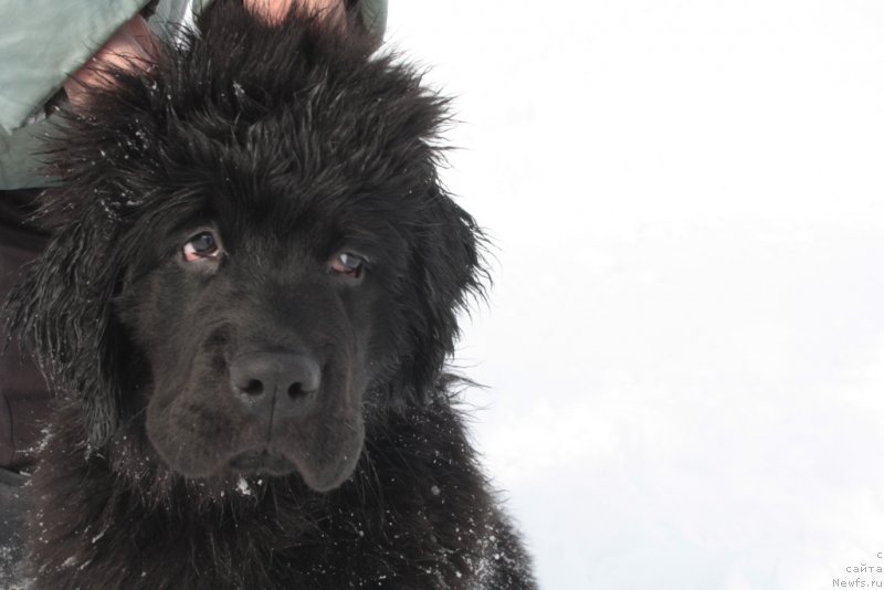 Фото: ньюфаундленд Ariel' Princess of ze Sii (Ариель Принцесс оф зе Сии)