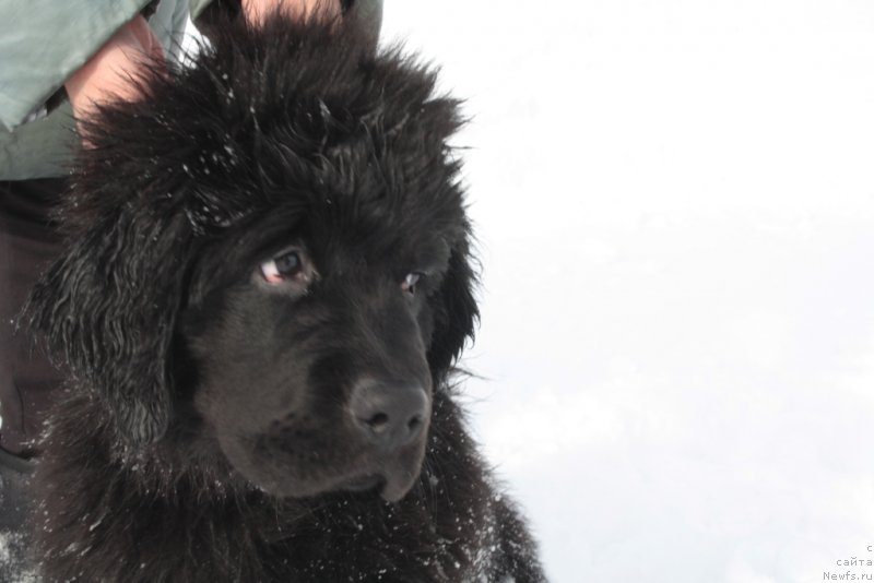 Фото: ньюфаундленд Ariel' Princess of ze Sii (Ариель Принцесс оф зе Сии)