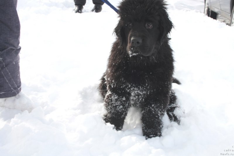 Фото: ньюфаундленд Ariel' Princess of ze Sii (Ариель Принцесс оф зе Сии)