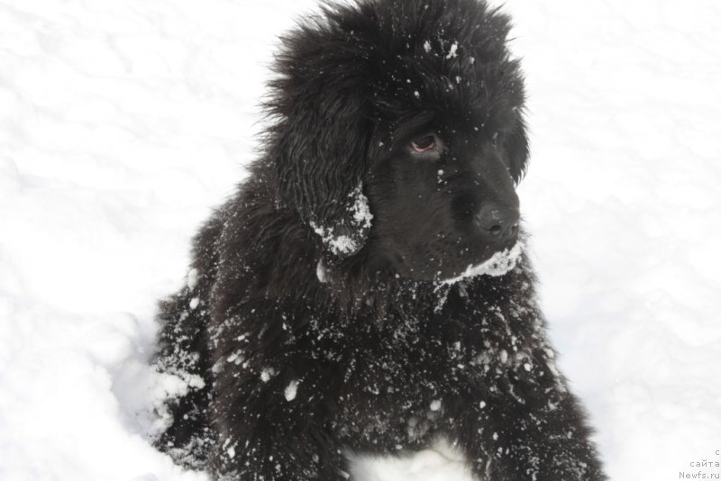 Фото: ньюфаундленд Ariel' Princess of ze Sii (Ариель Принцесс оф зе Сии)