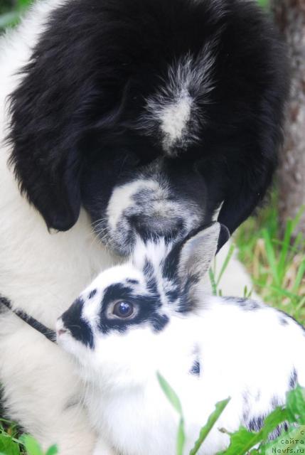 Фотография № 15006