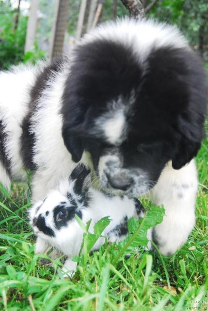 Фотография № 15007