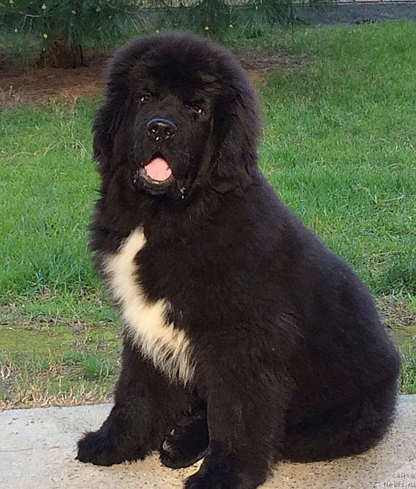 Фото: ньюфаундленд Schekn s Berega Dona (Щекн с Берега Дона)