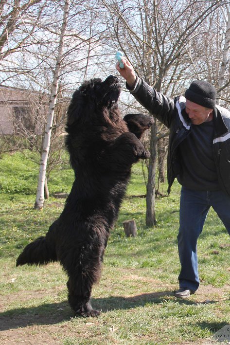 Фото: ньюфаундленд Super Premium Neobyiknovennyiy Naslednik (Супер Премиум Необыкновенный Наследник)