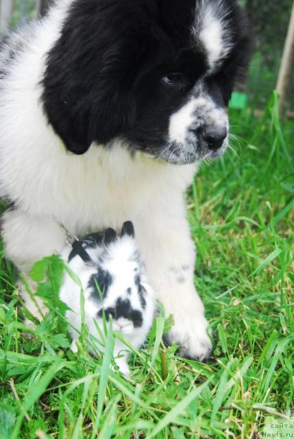 Фотография № 15008