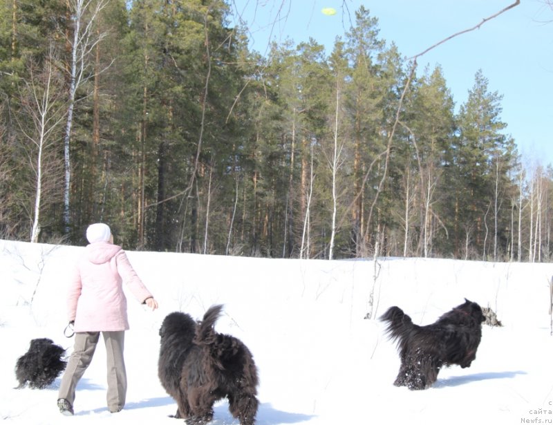 Фото: ньюфаундленд Baryishnya (Барышня), ньюфаундленд Andjel Viktorius (Анджел Викториус), Galiya Gizatullina (Галия Гизатуллина)