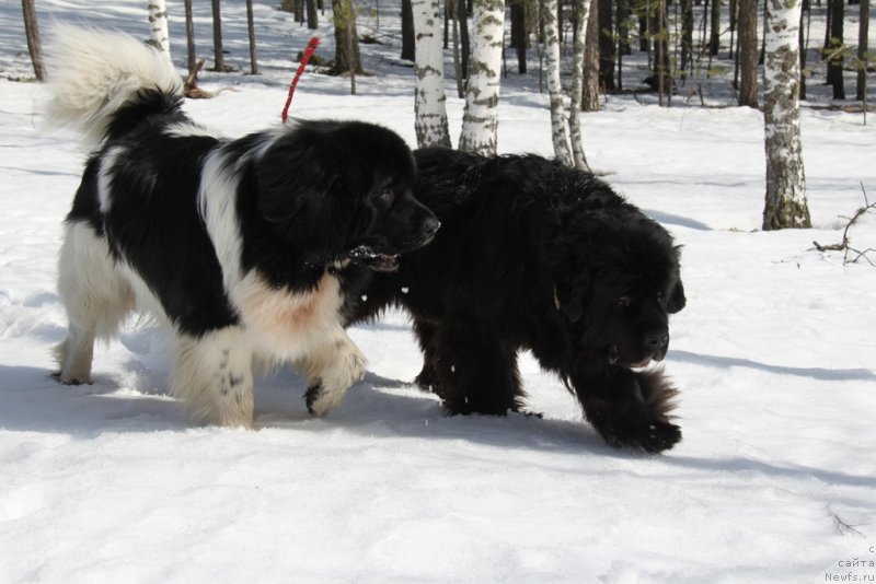 Фото: ньюфаундленд Akin Soul Sofiya (Акин Соул София), ньюфаундленд CHernyiy SHarm Vellington (Черный Шарм Веллингтон)