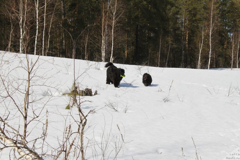 Фото: ньюфаундленд Baryishnya (Барышня)