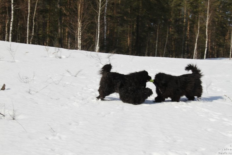 Фото: ньюфаундленд Baryishnya (Барышня), ньюфаундленд Andjel Viktorius (Анджел Викториус)