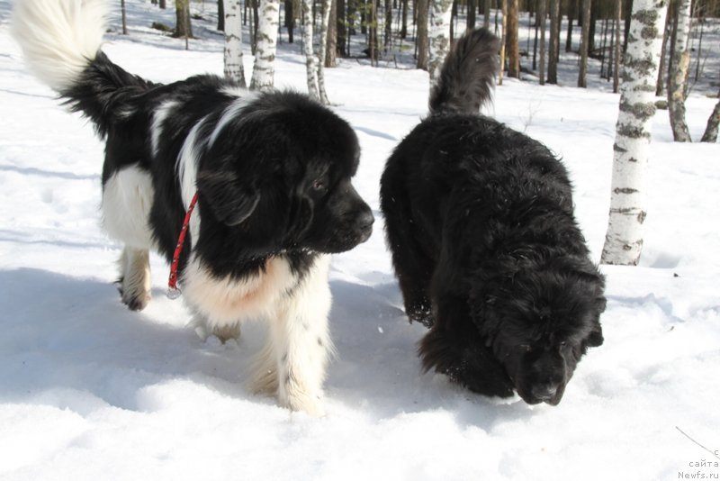 Фото: ньюфаундленд Akin Soul Sofiya (Акин Соул София), ньюфаундленд CHernyiy SHarm Vellington (Черный Шарм Веллингтон)