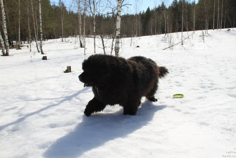 Фото: ньюфаундленд Andjel Viktorius (Анджел Викториус)