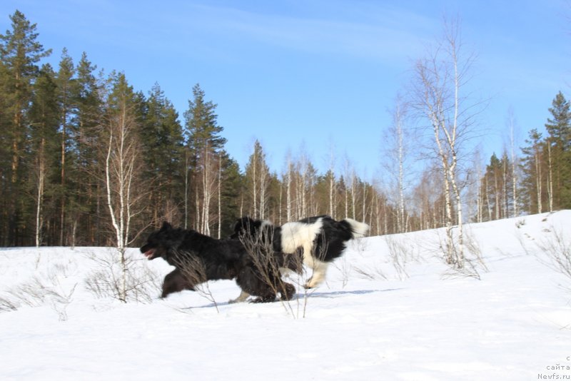 Фото: ньюфаундленд Akin Soul Sofiya (Акин Соул София), ньюфаундленд CHernyiy SHarm Vellington (Черный Шарм Веллингтон)