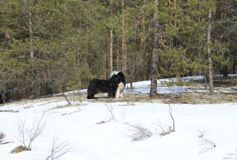 Фото: ньюфаундленд Akin Soul Sofiya (Акин Соул София), ньюфаундленд CHernyiy SHarm Vellington (Черный Шарм Веллингтон)