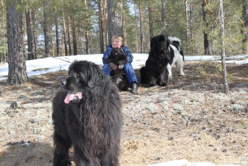 Фото: ньюфаундленд Akin Soul Sofiya (Акин Соул София), ньюфаундленд Baryishnya (Барышня), ньюфаундленд CHernyiy SHarm Vellington (Черный Шарм Веллингтон), Tat'yana Prusova (Татьяна Прусова)