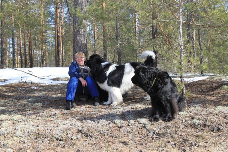 Фото: ньюфаундленд Lesnaya Skazka Lunnaya Sonata (Лесная Сказка Лунная Соната), ньюфаундленд CHernyiy SHarm Vellington (Черный Шарм Веллингтон), Tat'yana Prusova (Татьяна Прусова)