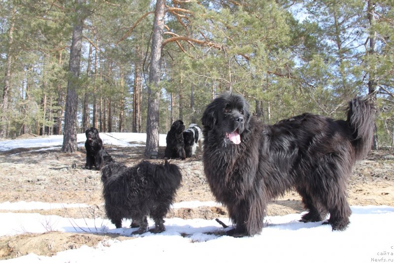 Фото: ньюфаундленд Baryishnya (Барышня)