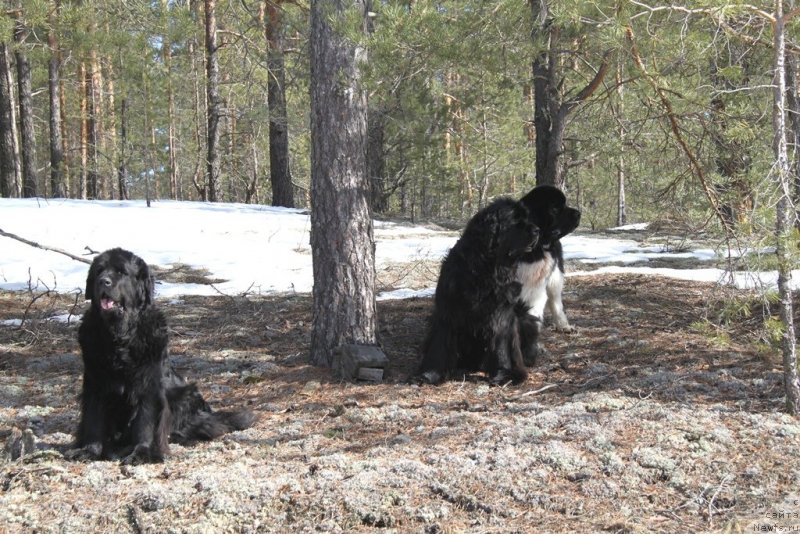Фото: ньюфаундленд Lesnaya Skazka Lunnaya Sonata (Лесная Сказка Лунная Соната), ньюфаундленд Akin Soul Sofiya (Акин Соул София), ньюфаундленд CHernyiy SHarm Vellington (Черный Шарм Веллингтон)