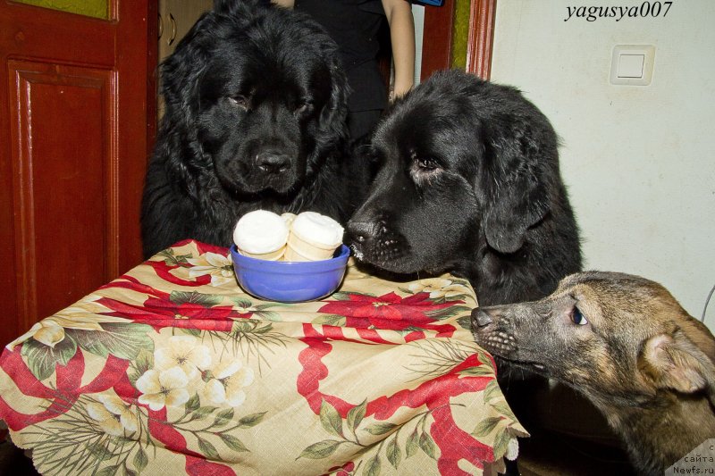 Фотография № 150100