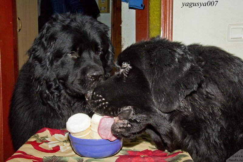 Фотография № 150102