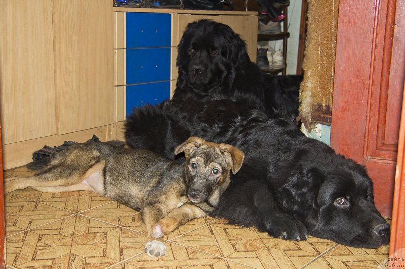 Фотография № 150105