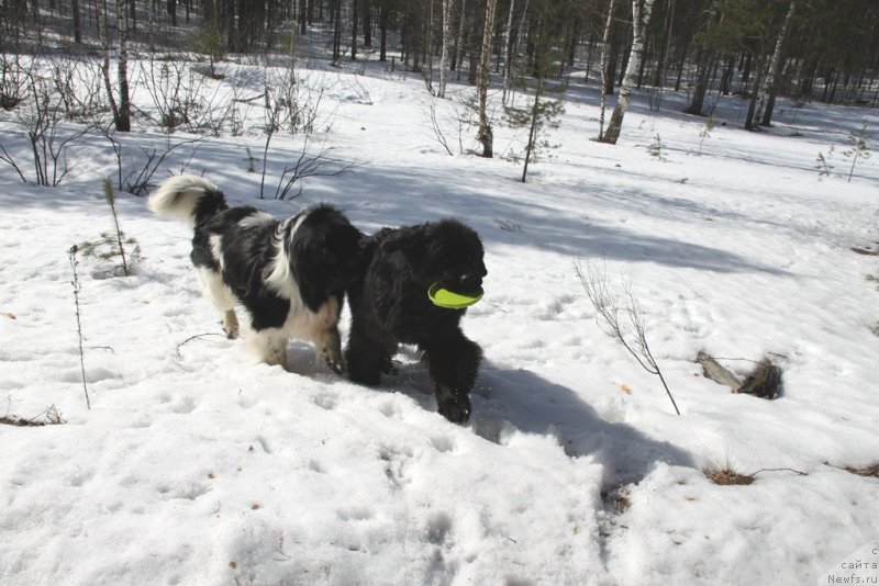 Фото: ньюфаундленд Akin Soul Sofiya (Акин Соул София), ньюфаундленд CHernyiy SHarm Vellington (Черный Шарм Веллингтон)