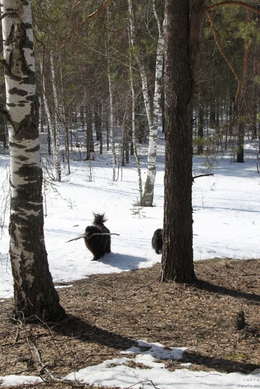Фото: ньюфаундленд Baryishnya (Барышня)