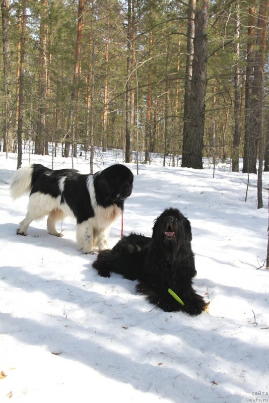Фото: ньюфаундленд Akin Soul Sofiya (Акин Соул София), ньюфаундленд CHernyiy SHarm Vellington (Черный Шарм Веллингтон)