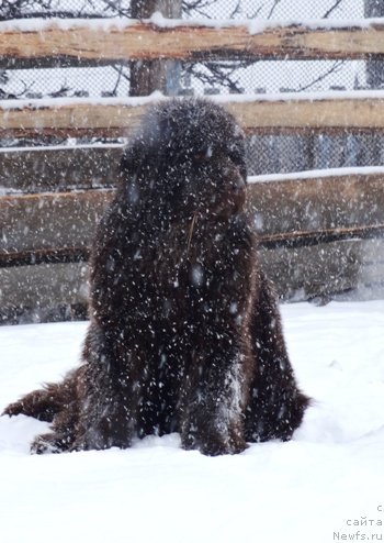 Фото: ньюфаундленд YEnigma SHokoladnaya Dinastiya (Энигма Шоколадная Династия)