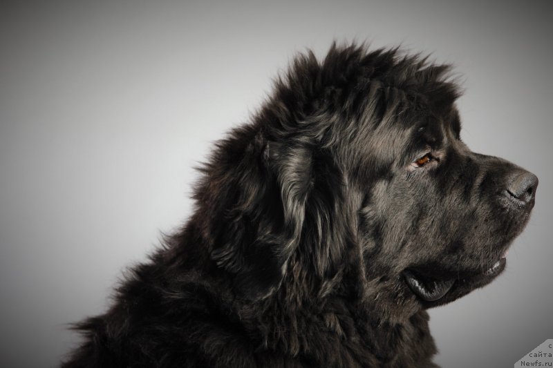 Фото: ньюфаундленд Very Fairweathers X'Got The Rhythm