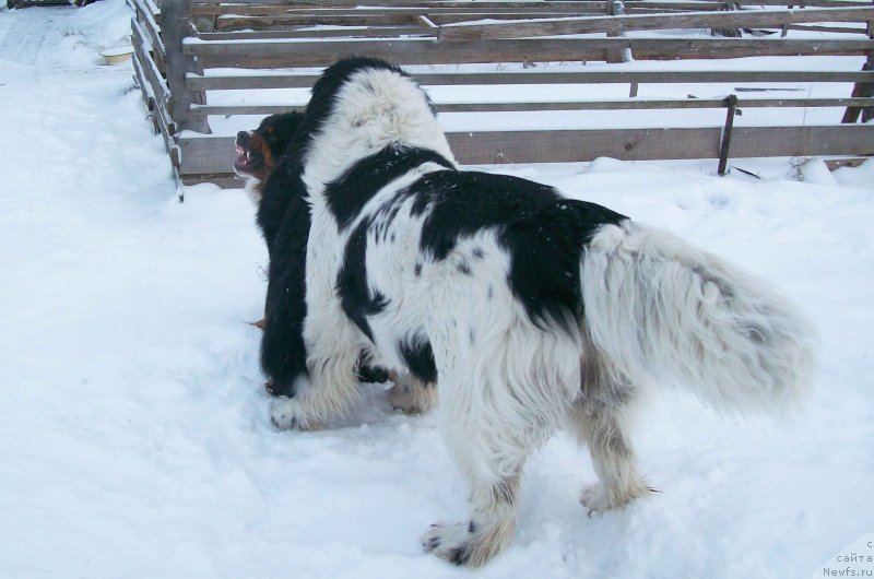 Фотография № 150137