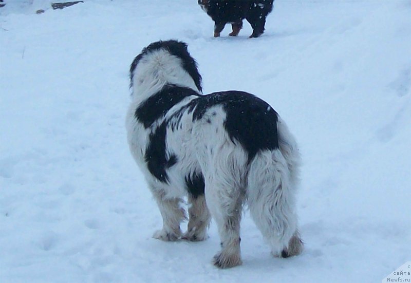 Фотография № 150138