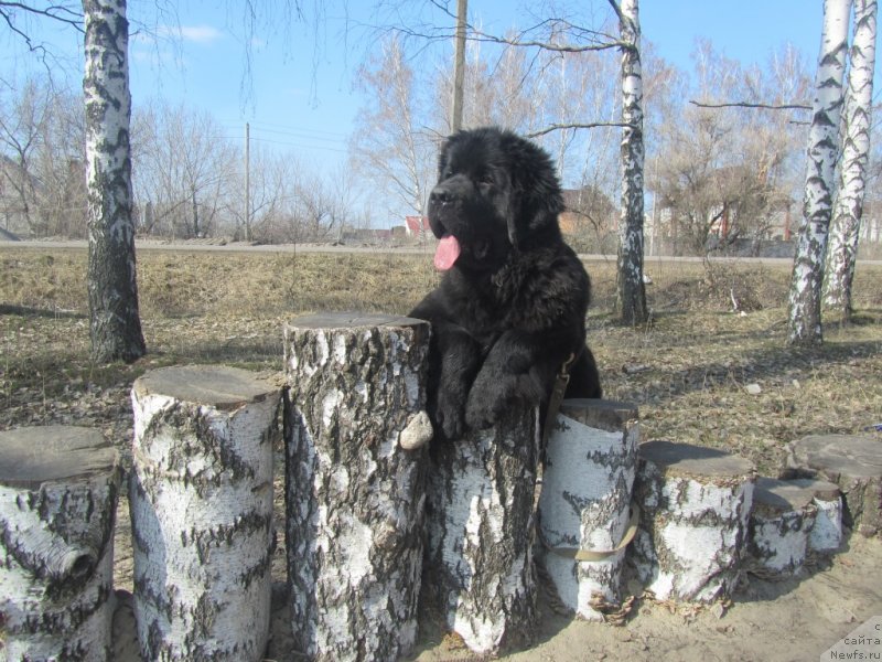 Фотография № 150140