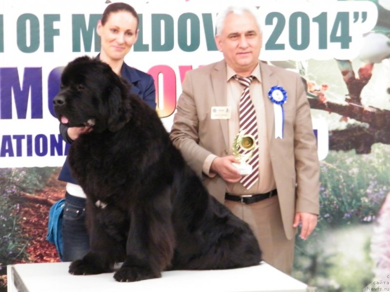 Фото: ньюфаундленд Аlpha Tauri Dinastiya Soverchenstva (Альфа Таури Династия Совершенства), Anna Pronskaya (Анна Пронская)