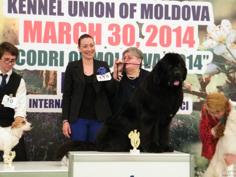 Фото: ньюфаундленд Аlpha Tauri Dinastiya Soverchenstva (Альфа Таури Династия Совершенства)