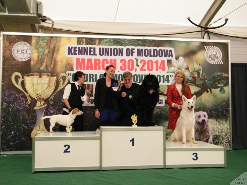 Фото: ньюфаундленд Аlpha Tauri Dinastiya Soverchenstva (Альфа Таури Династия Совершенства)