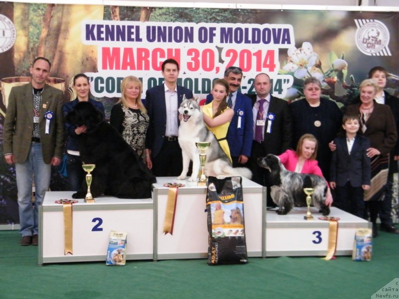 Фото: ньюфаундленд Аlpha Tauri Dinastiya Soverchenstva (Альфа Таури Династия Совершенства), Anna Pronskaya (Анна Пронская)