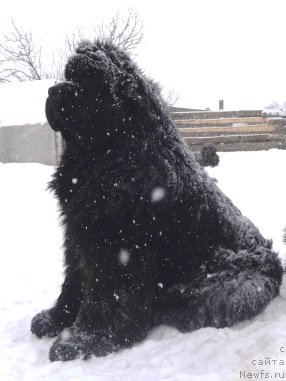 Фото: ньюфаундленд King of Helluland I'm Precious