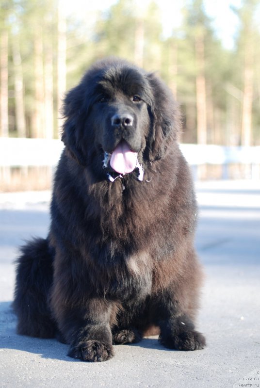 Фото: ньюфаундленд Mississippi-Missouri Such a Great Boy