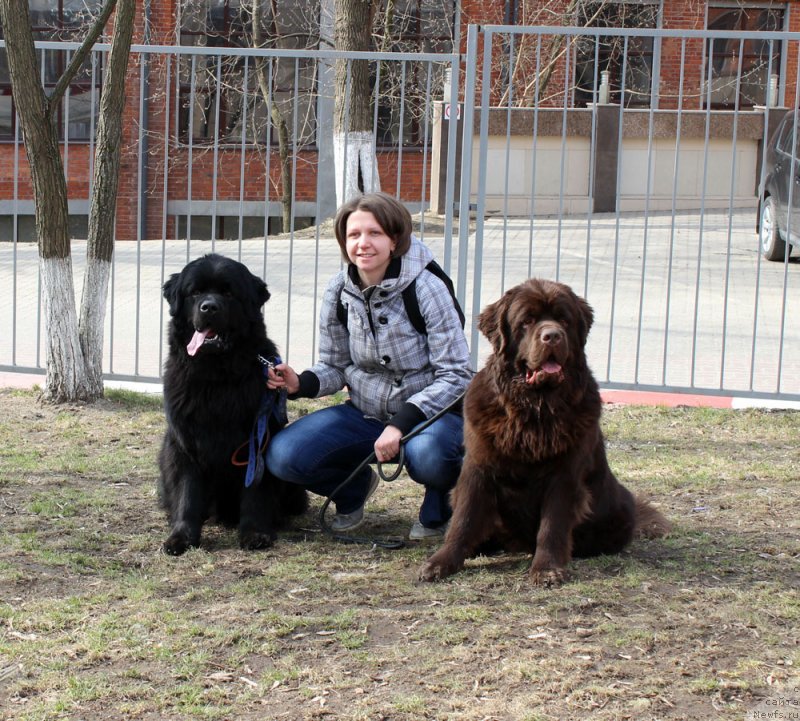 Фото: ньюфаундленд CHarl'z Balu Blek Biar (Чарльз Балу Блек Биар), Aleksandra CHervyakova (Александра Червякова), ньюфаундленд Charmer Denkam Bronze (Чармер Денкам Бронз)