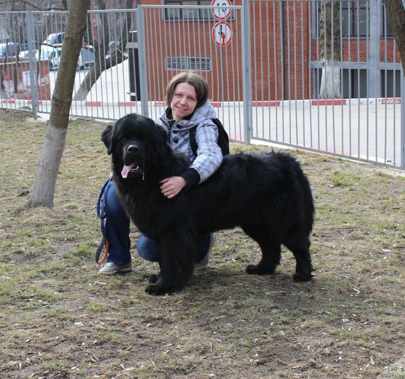 Фото: ньюфаундленд CHarl'z Balu Blek Biar (Чарльз Балу Блек Биар), Aleksandra CHervyakova (Александра Червякова)