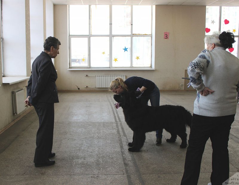 Фото: ньюфаундленд CHarl'z Balu Blek Biar (Чарльз Балу Блек Биар)