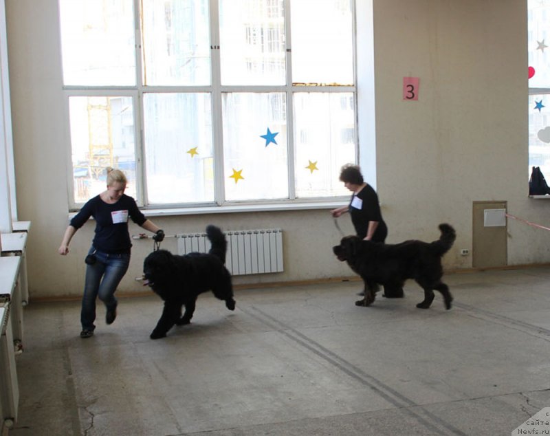 Фото: ньюфаундленд CHarl'z Balu Blek Biar (Чарльз Балу Блек Биар), ньюфаундленд Charmer Denkam Bronze (Чармер Денкам Бронз)