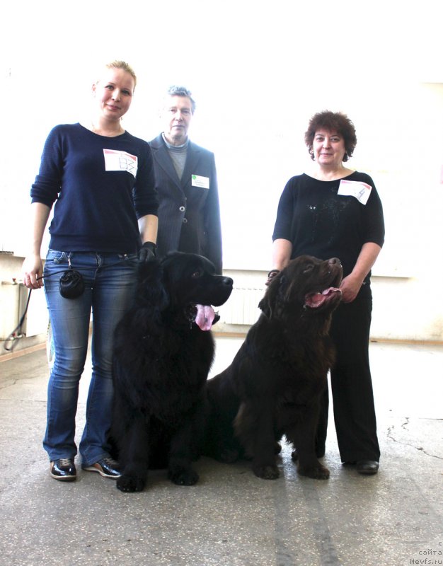 Фото: ньюфаундленд CHarl'z Balu Blek Biar (Чарльз Балу Блек Биар), ньюфаундленд Charmer Denkam Bronze (Чармер Денкам Бронз)