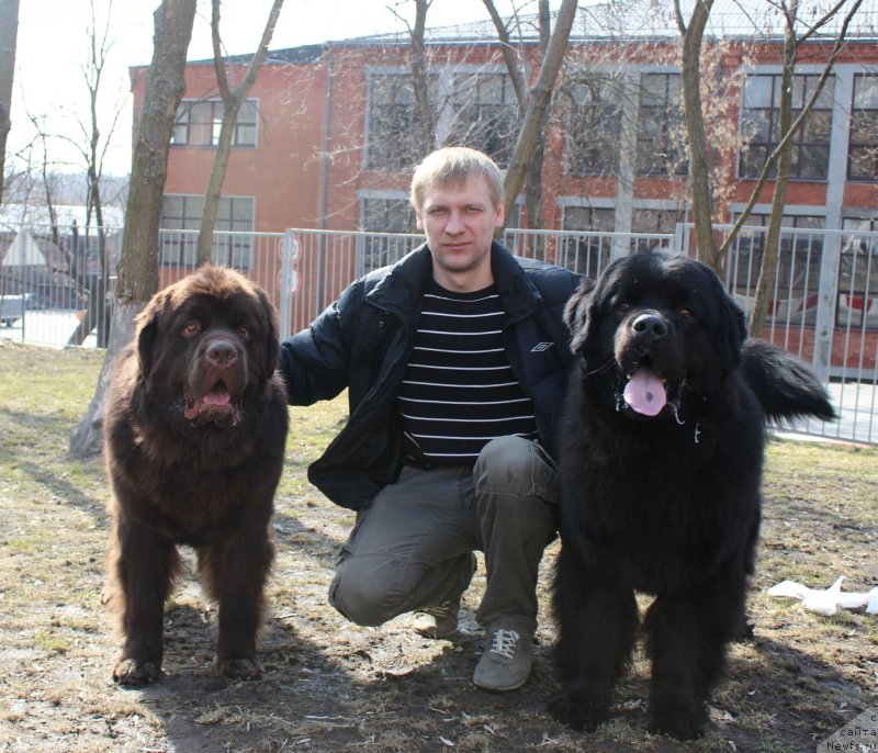 Фото: ньюфаундленд Charmer Denkam Bronze (Чармер Денкам Бронз), Алеша, ньюфаундленд CHarl'z Balu Blek Biar (Чарльз Балу Блек Биар)
