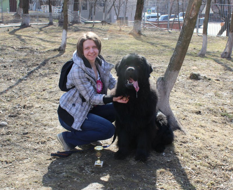 Фото: ньюфаундленд CHarl'z Balu Blek Biar (Чарльз Балу Блек Биар), Aleksandra CHervyakova (Александра Червякова)