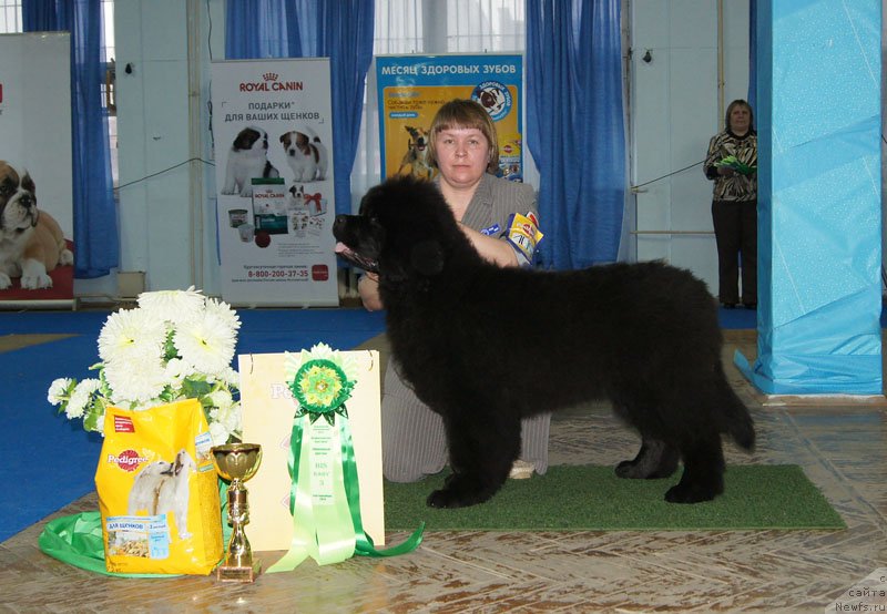 Фото: ньюфаундленд Super Bizon Lakshmi Lana (Супер Бизон Лакшми Лана), Nataliya Snigireva (Наталия Снигирева)