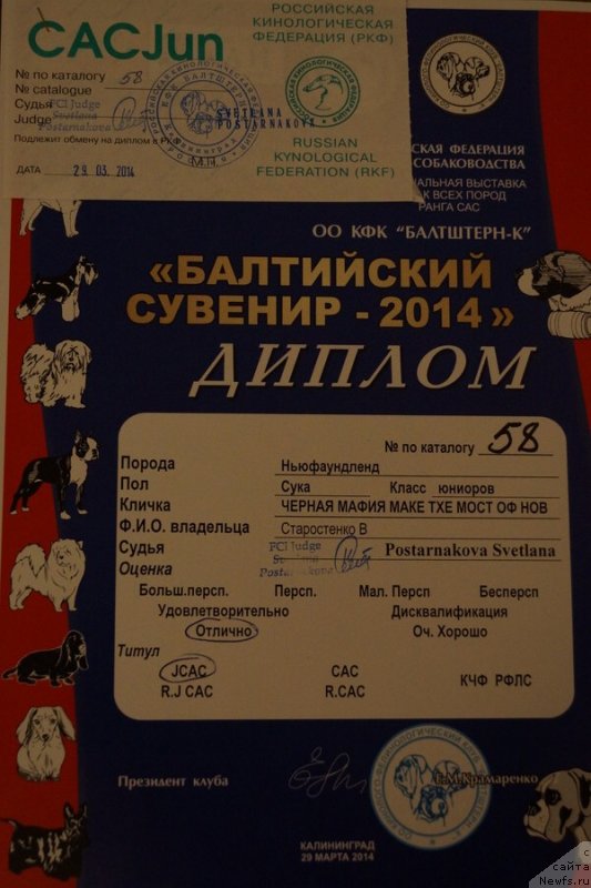 Фото: ньюфаундленд Chernaya Mafia Make the Most of Now (Черная Мафия Маке Тхе Мост оф Нов)