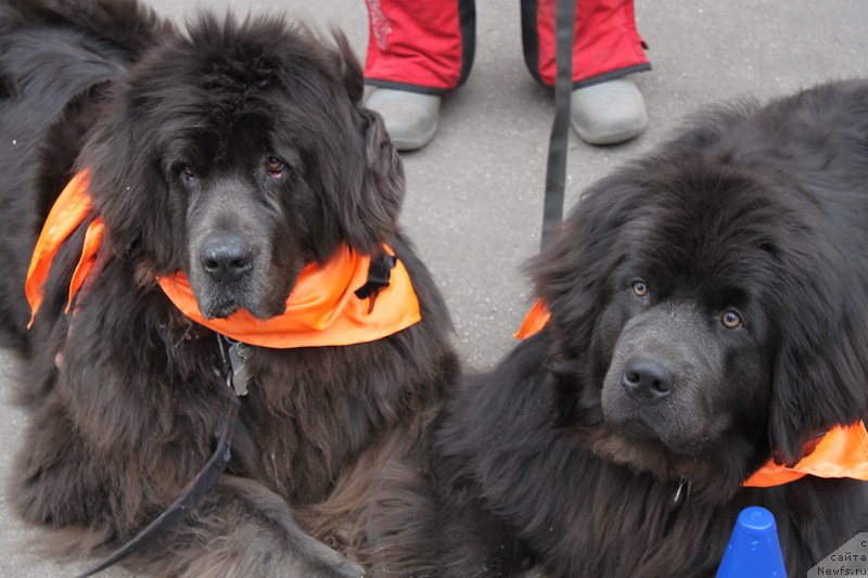 Фото: ньюфаундленд Dyurbahler Klab Al'faretta Vin'etta (Дюрбахлер Клаб Альфаретта Виньетта), ньюфаундленд Melty Wave Marine Tifeya (Мелти Вейв Марин Тифея)