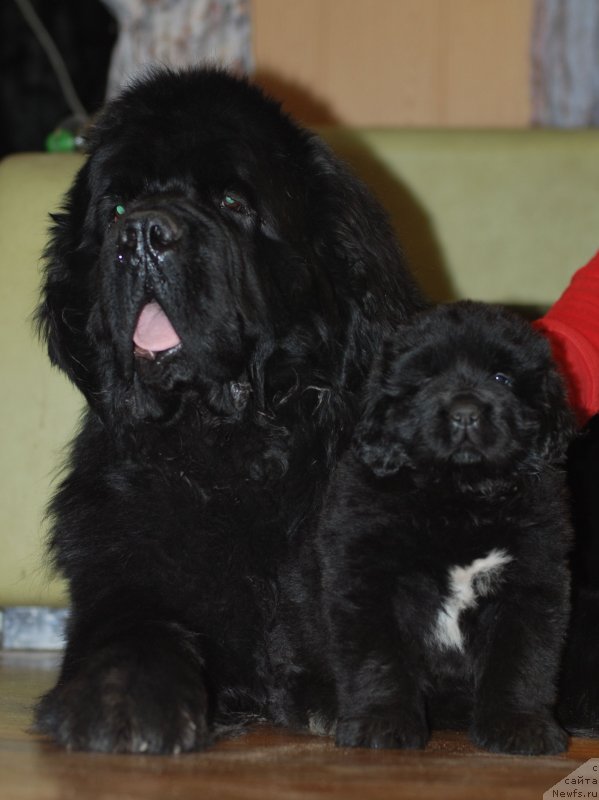 Фото: ньюфаундленд Midnight Lady's Scream at Mississippi-Missouri, и его дочка